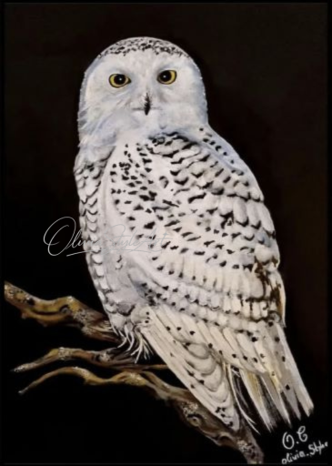 Portrait Harfang des neiges